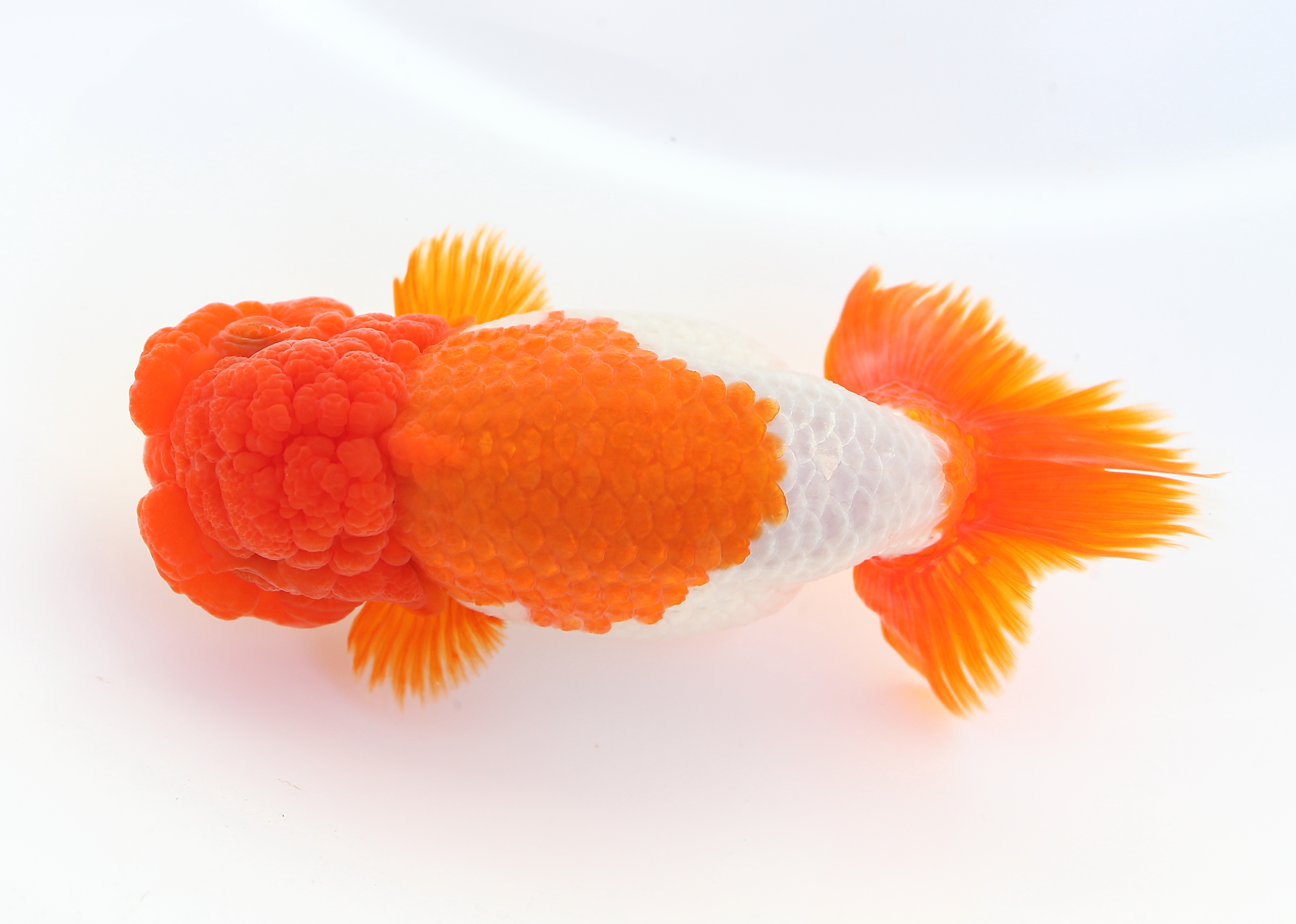 特選・美更紗！宇野系らんちゅう　京都筋　弐歳　８cm　雄　動画　●　6 | ☆国産金魚☆ 現物個体！ 宇野系らんちゅう 2歳魚 全長約7cm