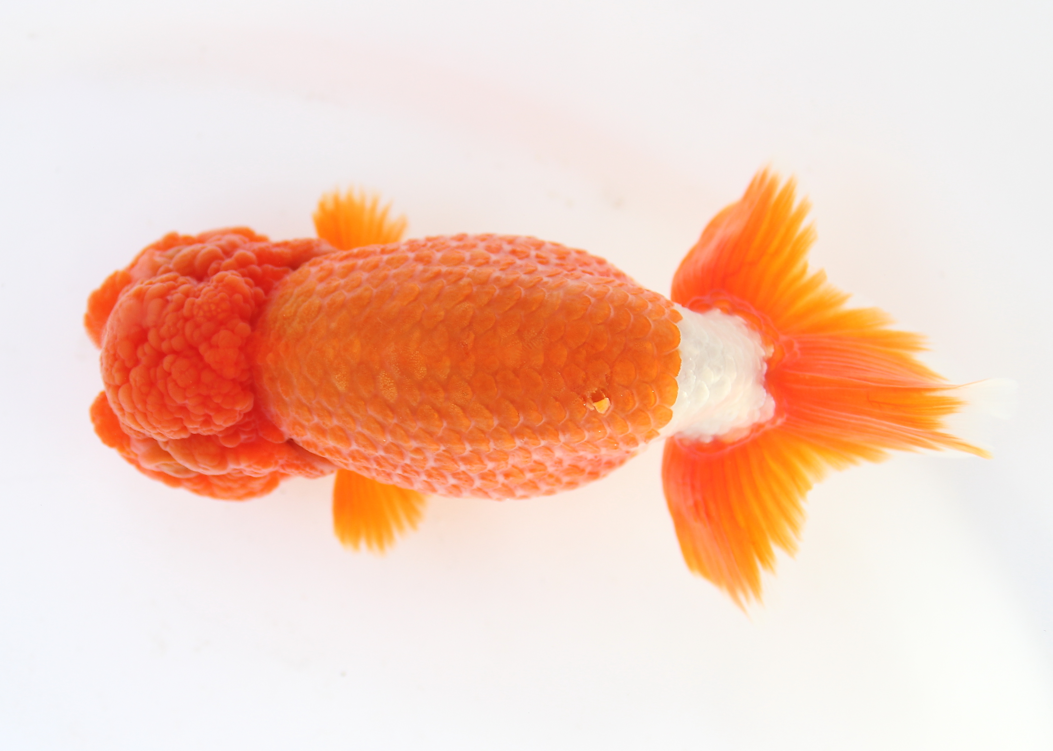 匠らんちゅう 宇野系京都筋 当歳魚 匠らんちゅう 宇野系京都筋 二歳魚５匹-2 匠らんちゅう 宇野系